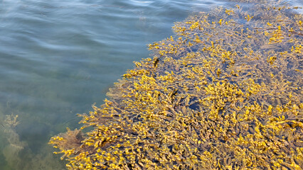 Close up of Spiral Wrack (Fucus spiralis) edible seaweed in Atlantic ocean water. Concept of...