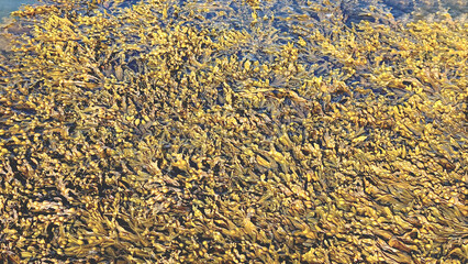 Close up of Spiral Wrack (Fucus spiralis) edible seaweed on the shore of Atlantic ocean . Concept...