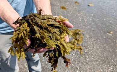 A human holding fresh organic Spiral Wrack (Fucus spiralis) seaweed on the seashore. Concept of healthy nutrient harvest for medical use and food © Alena AV