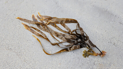 An organic laminaria digitata algue washed on the beach of Atlantic Ocean. Concept of healthy eadible seaweeds, source of proteins. Copy space © Alena AV