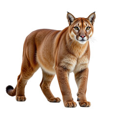 Realistic portrayal of a mountain lion in a dynamic pose showcasing its majestic physique and natural beauty
