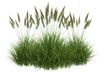 Tall ornamental grass plumes and green blades isolated on transparent background