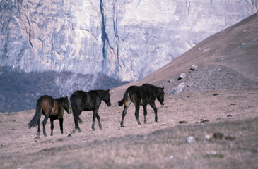 Fototapeta premium horses on the mountain