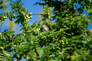 the sedge warbler perched on a tree branch