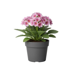 Potted flower isolated on white background