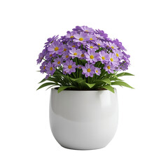 Potted flower isolated on white background