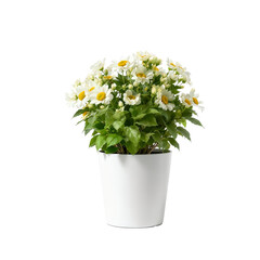 Potted flower isolated on white background