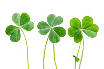Three vibrant green clover leaves with detailed veins against a stark black background