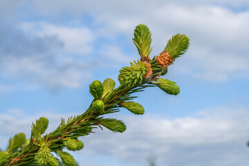 Close-up of a young spruce branch with fresh green buds against a blue sky.