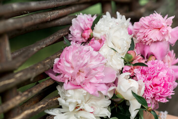 pink peonies flowers in the garden