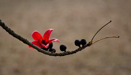 Guwahati, Eastern India. A bare branch of the Bombax Ceiba cotton tree with bright red flowers along a busy highway.