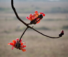 Guwahati, Eastern India. A bare branch of the Bombax Ceiba cotton tree with bright red flowers...