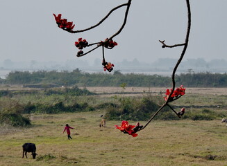Guwahati, Eastern India. A bare branch of the Bombax Ceiba cotton tree with bright red flowers along a busy highway.