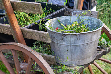 Old galvanized tub filled with garden weeds on wooden rustic cart, countryside gardening scene