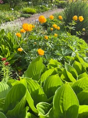 Beautiful yellow Blooming Trollius in summer garden.Nature background