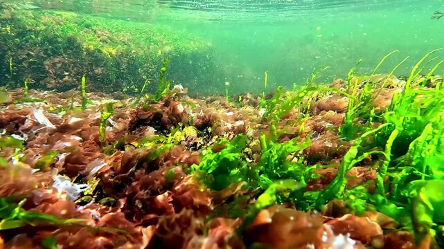 Green algae Enteromorpha intestinalis with algae bubbles inside the thallus on rocks