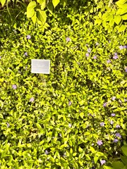 Vinca minor. A groundcover plant that forms a dense carpet with delicate purple flowers.Nature...