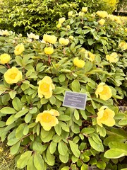 pale yellow blooming Paeonia mlokosewitschii in the spring garden.Nature background