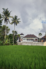 rice field in thailand