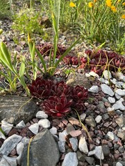 Sempervivum hybridum Ohio Burgundy. A succulent plant with dense red leaves in the form of rosettes. Alpine plants. Flowers for rock gardens and rockeries. Flower background