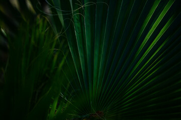 Palm leaves background. Green leaves wallpaper. Exotic jungle foliage. Leaves tropical greenery. Palm leaf closeup shot. Tropical leaf pattern. Palm leaves backdrop. Green palm background.