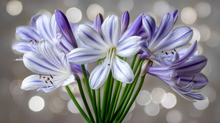 Fototapeta premium Striking blooms of purple and white striped African lilies