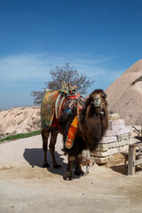 Turkey - March 22 ,2018 :A camel in the Nevşehir Cappadocia region. Turkey