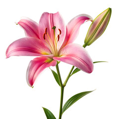 Fototapeta premium Beautiful pink lily flower and bud isolated on transparent background