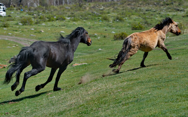 Russia. The South of Western Siberia, the Altai Mountains. A black stallion chases another stallion through the valley of the Ursul River to sort things out.