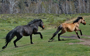 Russia. The South of Western Siberia, the Altai Mountains. A black stallion chases another stallion...