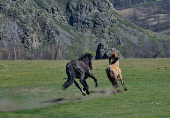 Russia. The South of Western Siberia, the Altai Mountains. A black stallion chases another stallion...