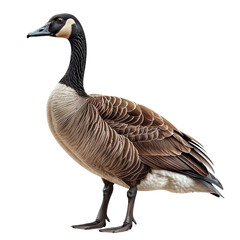 Canada goose standing upright with black neck, white chin patch, and brown wings, realistic texture, transparent background
