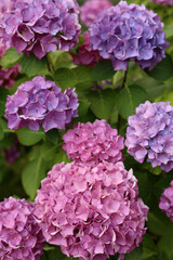 Fototapeta premium Pink hydrangea flower in garden bloom with blurry hydrangea flowers background in winter morning.