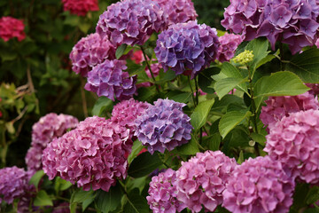 Pink hydrangea flower in garden bloom with blurry hydrangea flowers background in winter morning.