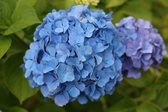 Colourful Hydrangea macrophylla Blossom near house wall. Colorful hydrangeas in garden, close up. Purple blue pink hortensia blooms. Endless summer Hydrangea flowers. High quality photo