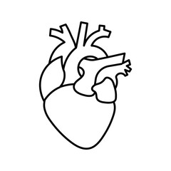 Human Heart Anatomy Line Art Illustration Black White