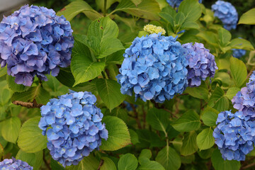 Beautiful hydrangea flowers in the garden that bloom in early summer.
