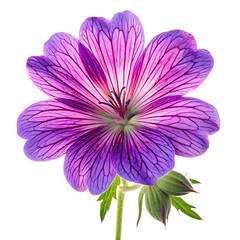 Fototapeta premium Close up of a vibrant purple geranium flower with intricate dark veins and a bud isolated on transparent background
