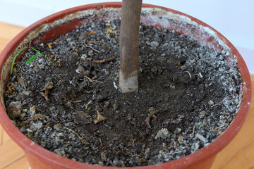 Healthy soil in a large plant pot near a wooden floor