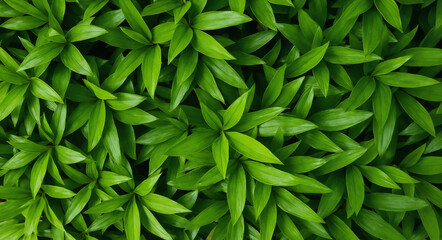 Green foliage background. nature leaf texture wall