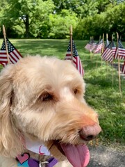 golden doodle with American flags