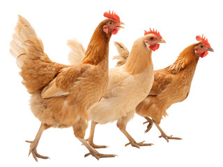 Fototapeta premium chicken on white background