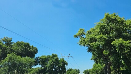 Obraz premium Storks Nesting on High Voltage Power Lines in Countryside