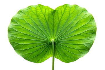 Vibrant Green Lotus Leaf Nature's Perfect Symmetry