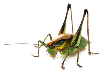 Bush Cricket, Eupholidoptera chabrieri female isolated on white, side view	