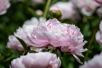 pink peonies in the garden