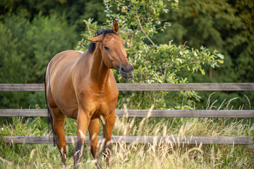 braunes Pferd steht im Sommer vor einem Koppelzaun auf der Wiese mit langen Gräsern und schüttelt den Kopf