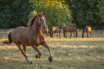 Pferd mit langer Blesse galoppiert im Sommer von links ins Bild, im Hintergrund steht die entspannte Herde auf der Koppel