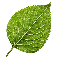 Obraz premium Detailed macro view of a vibrant green leaf with intricate vein patterns isolated on transparent background