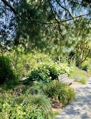 Garden Stroll Under Pine Shadows